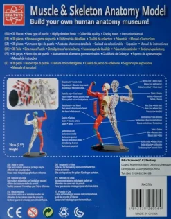 Anatomimodel - Muskler og skelet