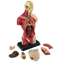 Anatomimodel - Torso, 27cm
