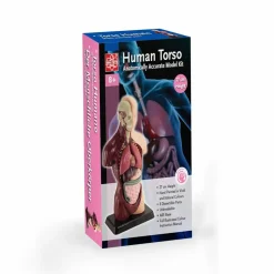 Anatomimodel - Torso, 27cm