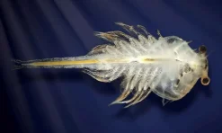 Aqua Dragons i akvarium m. LED lys