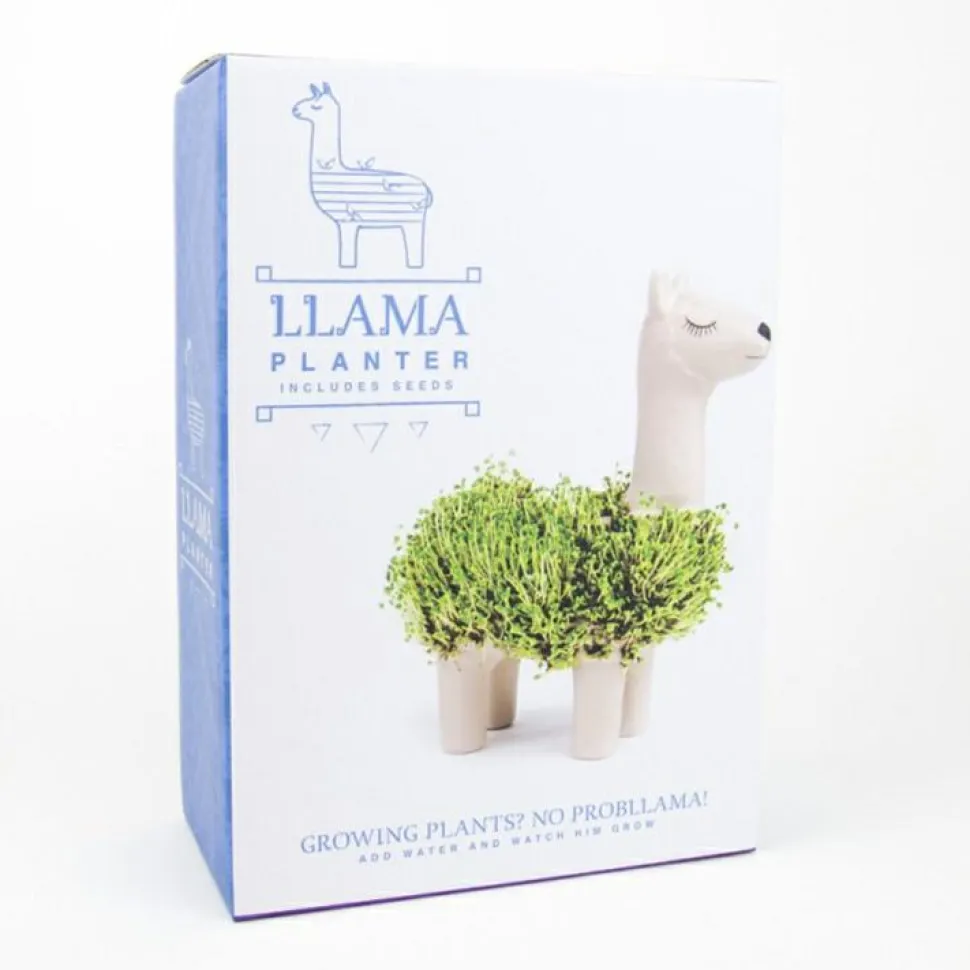 Dyrk en chia-lama