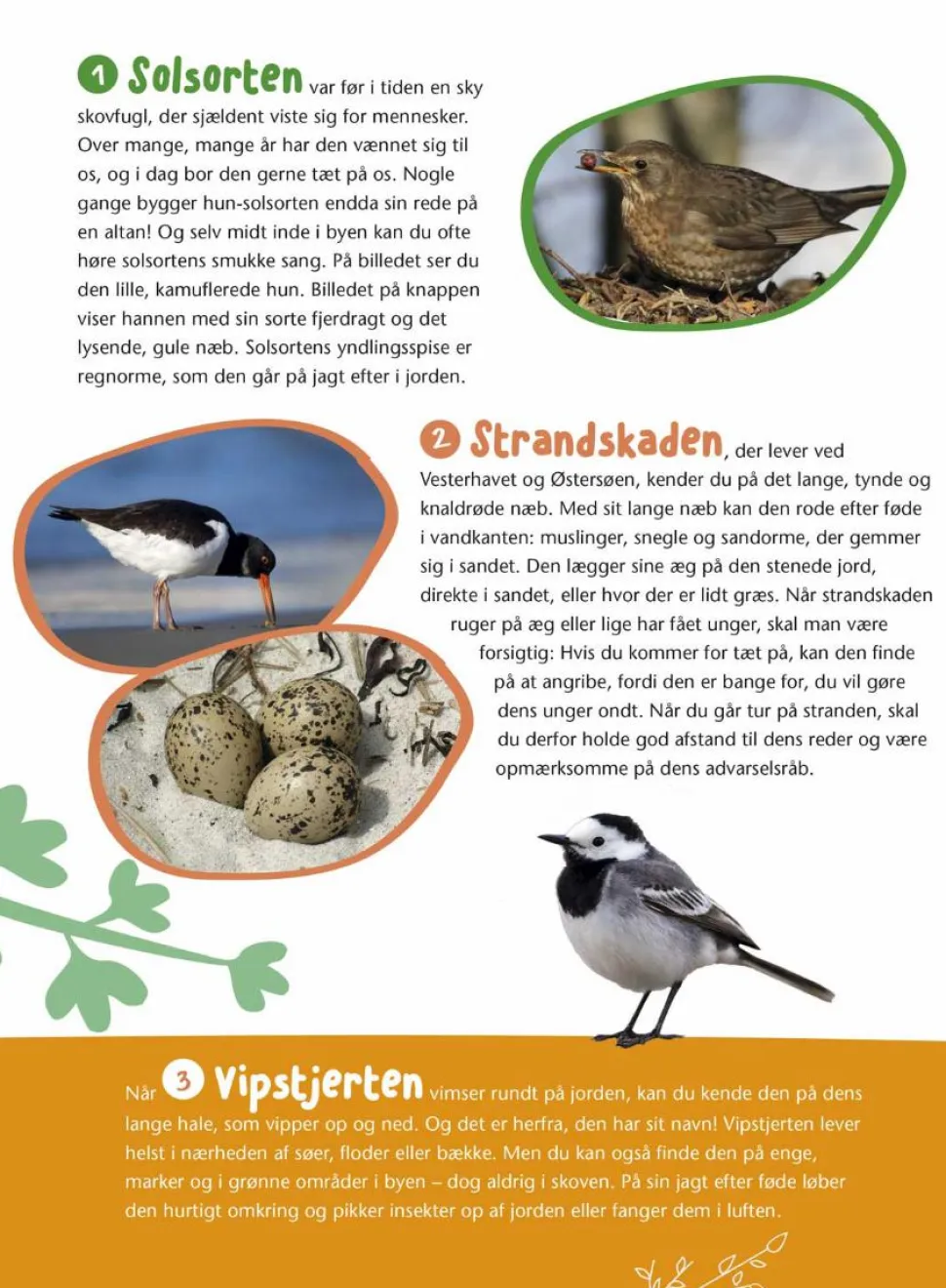 Fugle i vores natur