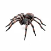 Husedderkop - L: 6,3 cm