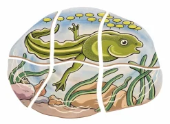 Lag puslespil - Frøens livscyklus