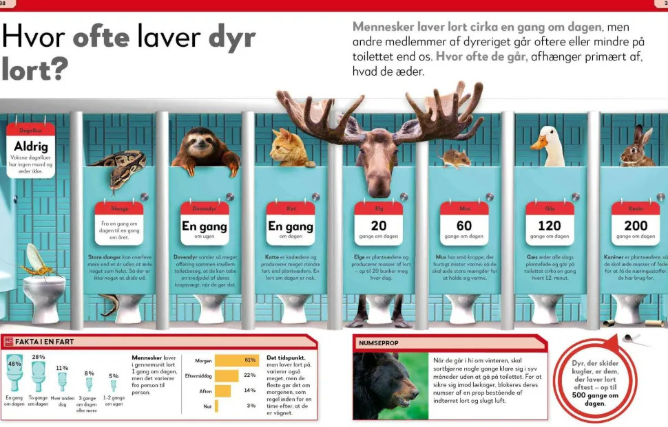 Lort! Skidesjove fakta om at lave stort