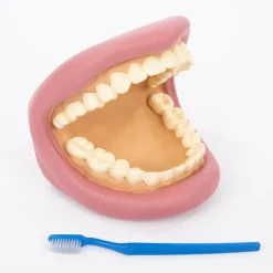 Lær om tandbørstning