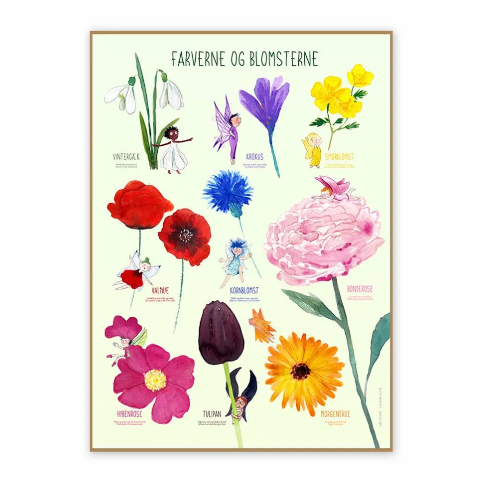 Plakat 50 x 70 cm - Farverne og blomsterne