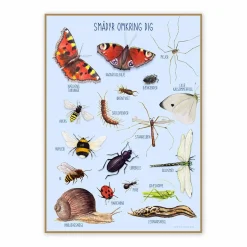 Plakat 50 x 70 cm - Smådyr omkring dig