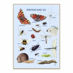 Plakat 50 x 70 cm - Smådyr omkring dig