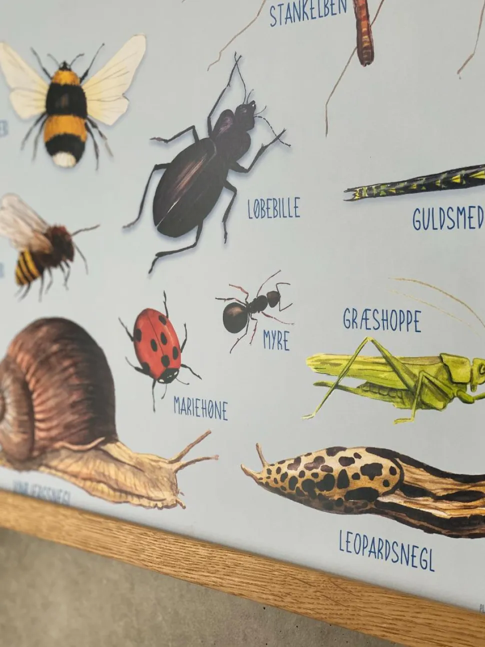 Plakat 50 x 70 cm - Smådyr omkring dig