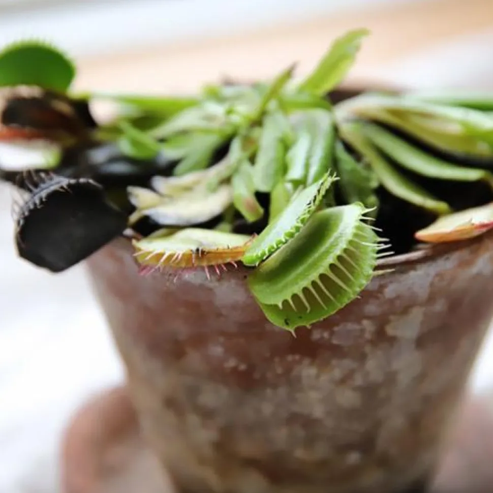 Plant selv kit - Kødædende plante