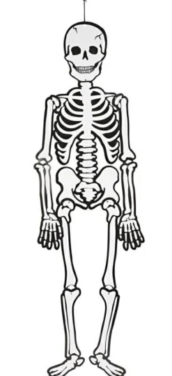 Skelet (glow in the dark) i karton, 120 cm.