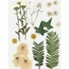 Tørrede blomster/blade - Råhvid, 19 ass.