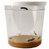 Voucher til refill - Sommerfuglelarver, 5 stk.